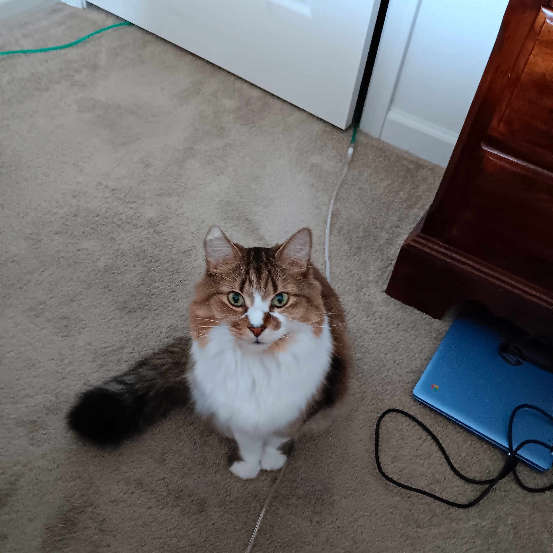 Gizmo joined the competition — help win amazing prizes! animal, brown_and_white, cable, carpet, cat, cord, curious, domestic, dresser, feline, floor, fluffy_cat, furniture, green_eyes, household, indoor, laptop, pet, sitting, technology