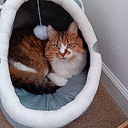 Gizmo is registered to the contest to win money with this photo: cat, pet, feline, indoor, cozy, bed, plush, cave, toy, fur, whiskers, green_eyes, relaxed, domestic_animal, carpet, wall, corner, resting, cute, sleepy