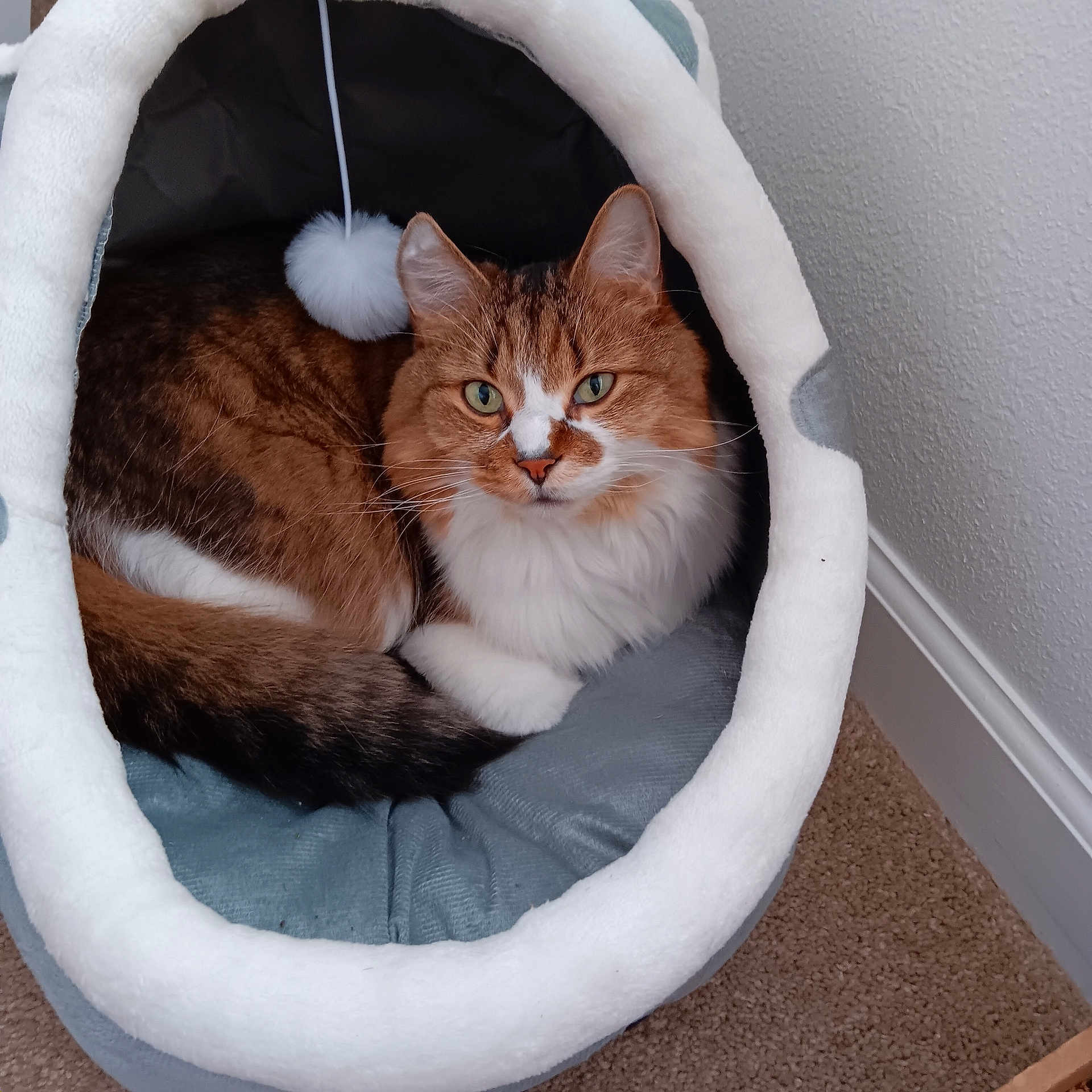 Gizmo is registered to the contest to win money with this photo: cat, pet, feline, indoor, cozy, bed, plush, cave, toy, fur, whiskers, green_eyes, relaxed, domestic_animal, carpet, wall, corner, resting, cute, sleepy