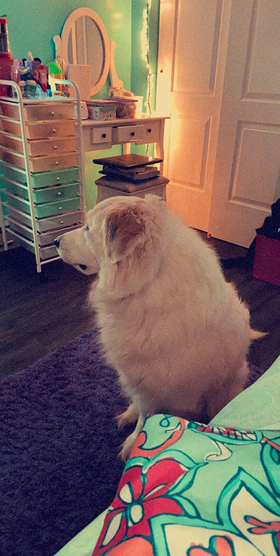 Jojo joined the competition — help win amazing prizes! canidae, carnivore, cat, dog, dog_breed, fawn, felidae, flooring, fur, puppy, small_to_medium_sized_cats, sporting_group, tail, whiskers