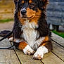 Uvé a rejoint le concours — aidez-le/la à gagner de superbes lots ! animal, black, brown, calm, canine, companion, dog, fluffy, fur, leash, looking_away, mammal, nature, outdoor, paws, pet, portrait, resting, white, wooden_table