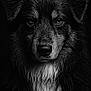 Uvé participe au concours pour gagner de l'argent avec cette photo : animal, animal_face, black_and_white, black_background, canine, close_up, detailed, dog, ears, expression, fur_texture, intense_gaze, moody, muzzle, pet, portrait, studio_lighting, wet_fur, whiskers, wildlife