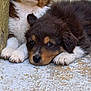 adorable, animal, brown, closeup, companion, cute, dog, face, floor, fur, lying_down, outdoor, paws, pet, puppy, resting, snuggled, texture, white, young