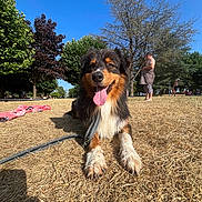 Uvé a rejoint le concours — aidez-le/la à gagner de superbes lots ! animal, blue_sky, canine, daylight, dog, dry_grass, grass, happy, leash, nature, outdoor, park, person, pet, relaxation, summer, sunny, tongue_out, towel, trees