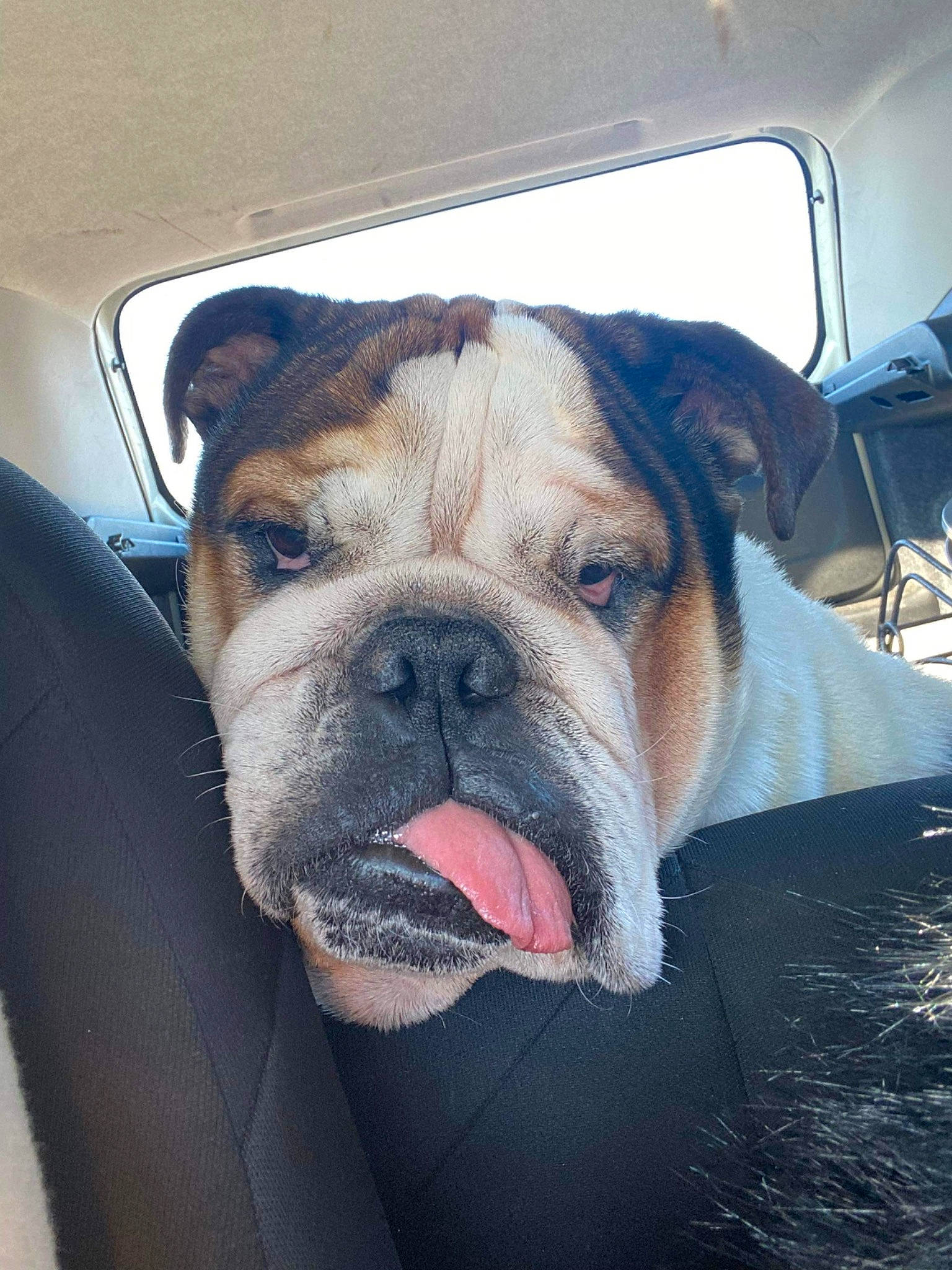 Hermès a rejoint le concours — aidez-le/la à gagner de superbes lots ! bulldog, carnivore, collar, comfort, companion_dog, dog, dog_breed, dog_collar, fawn, fur, guard_dog, leash, molosser, snout, sporting_group, whiskers, window, working_animal, working_dog, wrinkle