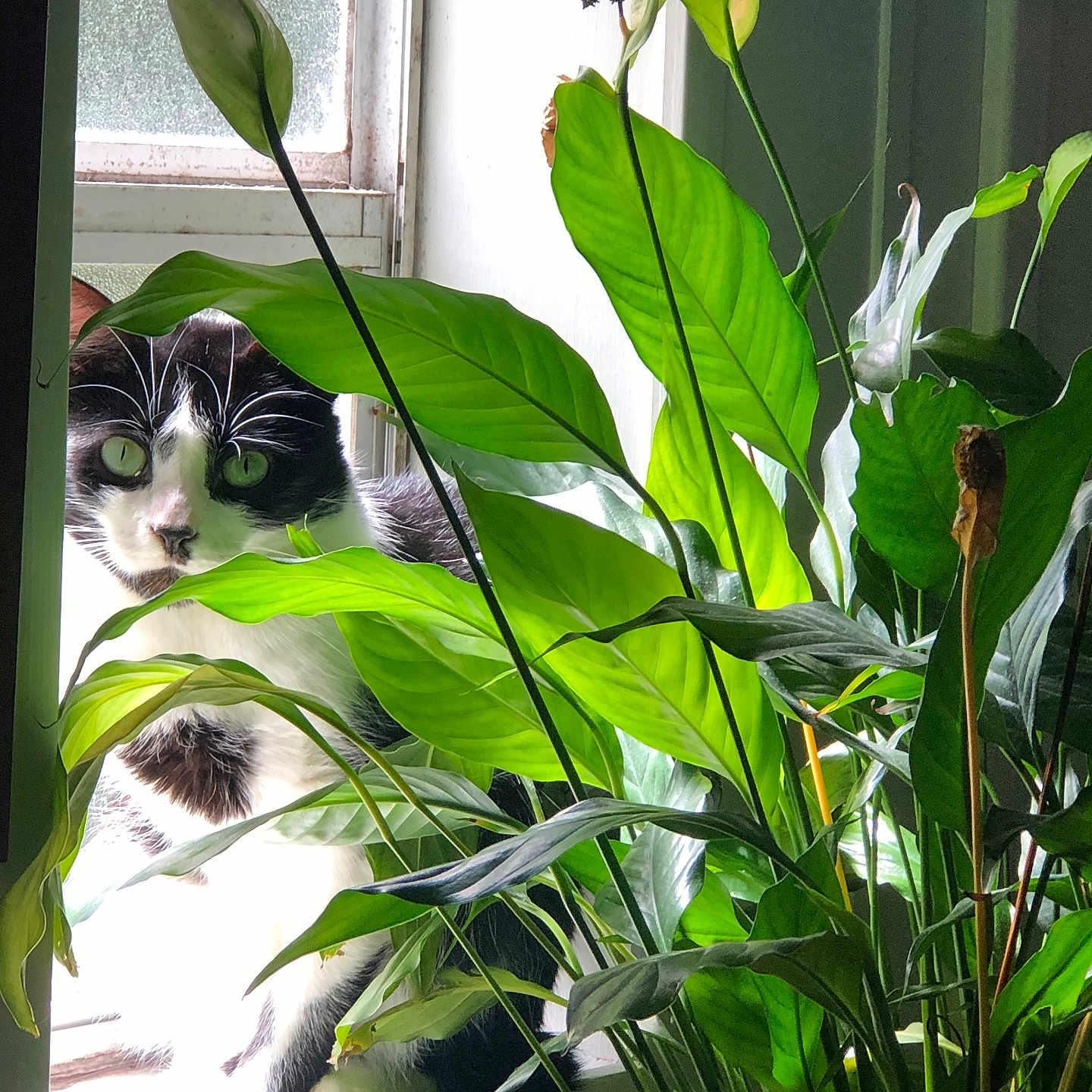 Sir Oliver