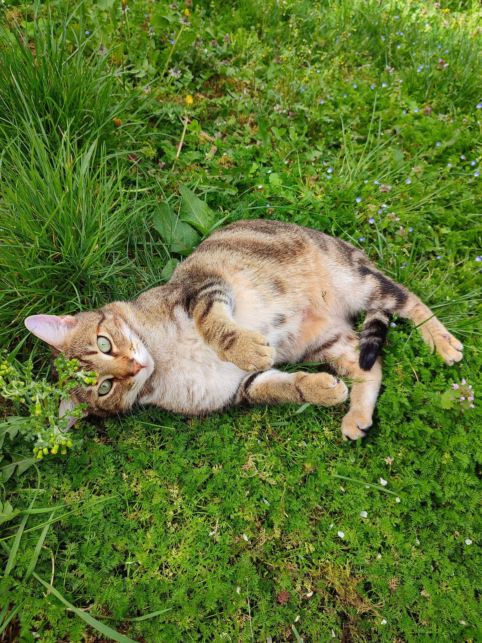 Vodka participe au concours pour gagner de l'argent avec cette photo : canidae, carnivore, claw, coyote, dog_breed, fawn, felidae, fur, grass, grass_family, grassland, groundcover, hare, plant, small_to_medium_sized_cats, snout, sporting_group, tail, terrestrial_animal, whiskers