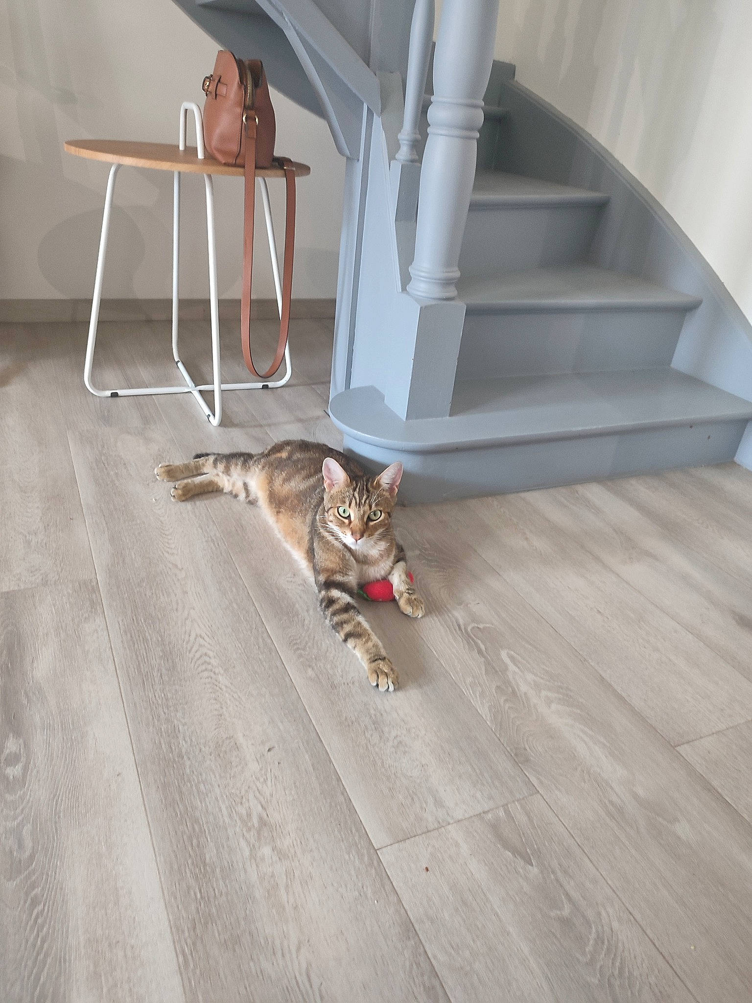 Vodka a rejoint le concours — aidez-le/la à gagner de superbes lots ! carnivore, cat, comfort, composite_material, fawn, felidae, floor, flooring, grey, hardwood, laminate_flooring, living_room, plywood, room, small_to_medium_sized_cats, tail, whiskers, wood, wood_flooring, wood_stain