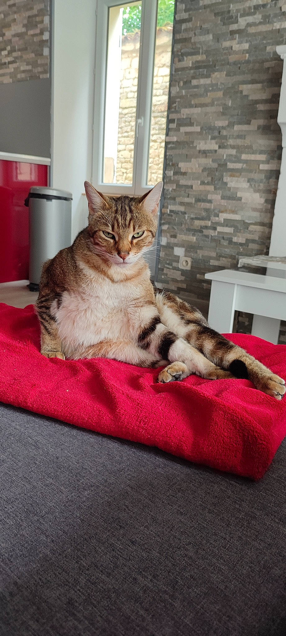 Vodka participe au concours pour gagner de l'argent avec cette photo : carnivore, cat, claw, comfort, couch, domestic_short_haired_cat, fawn, felidae, flooring, fur, human_leg, paw, room, sitting, small_to_medium_sized_cats, snout, tail, whiskers, window, wood