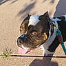 animal, black_and_white, bulldog, close_up, collar, dog, golden_eyes, leash, outdoor, panting, pavement, pet, portrait, shadows, short_coat, sidewalk, standing, sunlight, tongue, urban