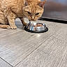 cat, orange_cat, fluffy, pet, animal, feline, eating, food, cat_food, bowl, metal_bowl, indoors, home, wood_floor, standing, whiskers, ears, fur, hungry, portrait