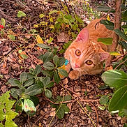 Fraya a rejoint le concours — aidez-le/la à gagner de superbes lots ! cat, orange_cat, kitten, animal, pet, feline, outdoor, garden, foliage, leaves, branches, mulch, ground, nature, whiskers, green_eyes, amber_eyes, collar, camouflage, portrait