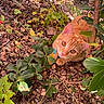 cat, orange_cat, kitten, animal, pet, feline, outdoor, garden, foliage, leaves, branches, mulch, ground, nature, whiskers, green_eyes, amber_eyes, collar, camouflage, portrait