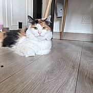 Mystère a rejoint le concours — aidez-le/la à gagner de superbes lots ! cat, calico_cat, fluffy, longhaired, pet, animal, loaf_position, sitting, portrait, indoors, home, wooden_floor, flooring, cat_tree, doorway, wall, electrical_outlet, white_fur, orange_fur, black_fur