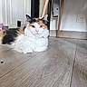cat, calico_cat, fluffy, longhaired, pet, animal, loaf_position, sitting, portrait, indoors, home, wooden_floor, flooring, cat_tree, doorway, wall, electrical_outlet, white_fur, orange_fur, black_fur
