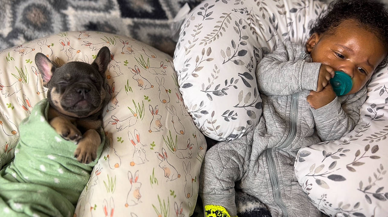 Amiri joined the competition — help win amazing prizes! baby, carnivore, comfort, companion_dog, dog, dog_breed, eye, fawn, felidae, happy, mammal, person, photograph, skin, small_to_medium_sized_cats, terrestrial_animal, toddler, toy_dog, vertebrate, whiskers