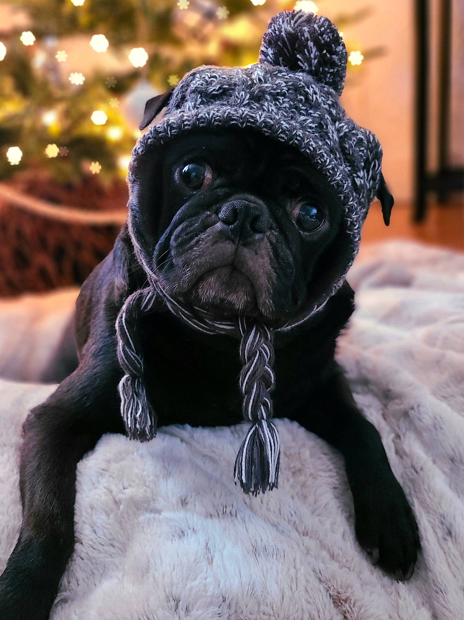 Cosmo joined the competition — help win amazing prizes! canidae, carnivore, collar, companion_dog, dog, dog_breed, dog_collar, eye, fawn, pet_supply, pug, snout, snow, sporting_group, tail, terrestrial_animal, toy_dog, whiskers, working_animal, wrinkle