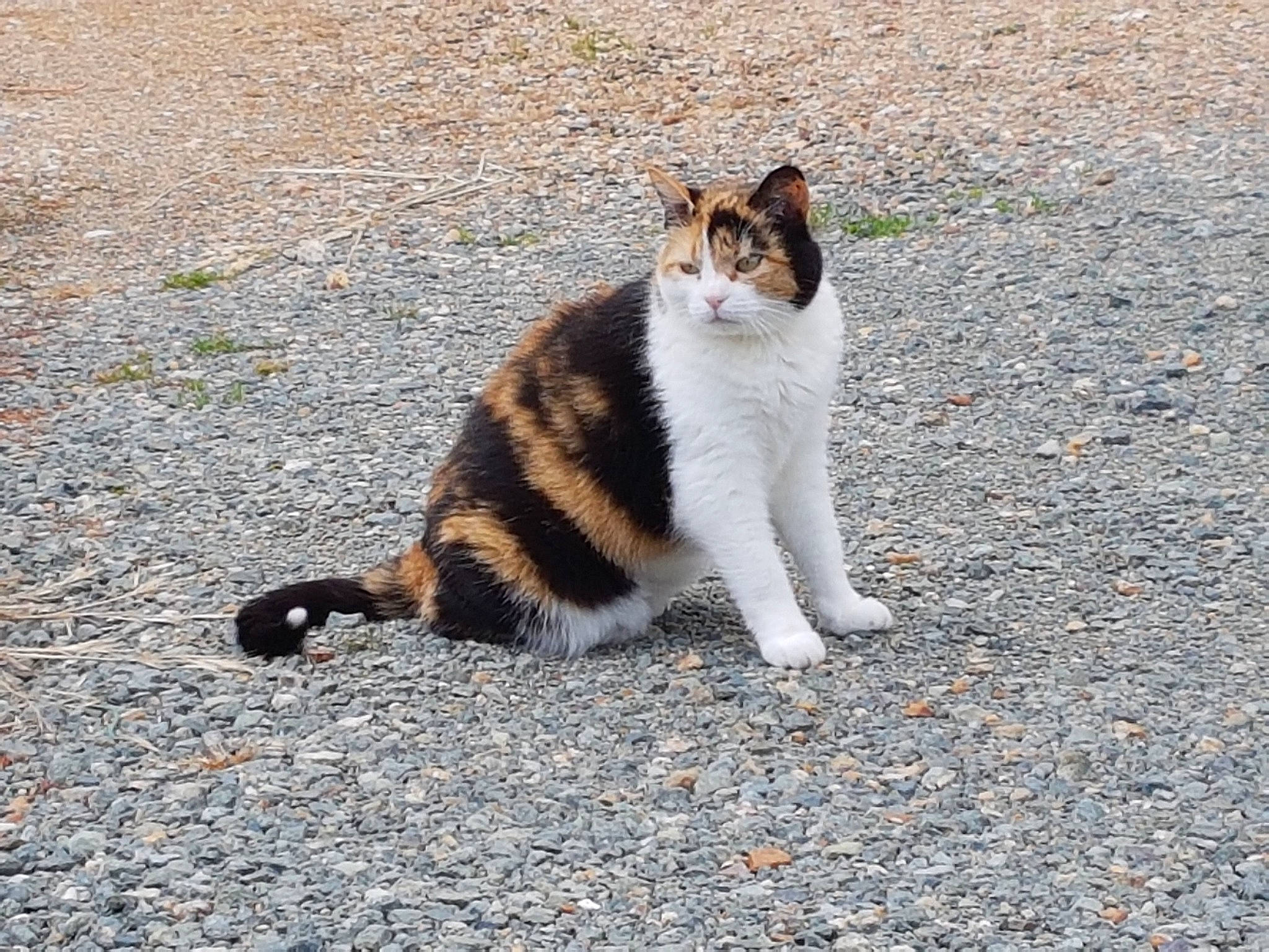 Galipette a rejoint le concours — aidez-le/la à gagner de superbes lots ! aegean_cat, american_wirehair, carnivore, cat, domestic_short_haired_cat, european_shorthair, felidae, fur, mammal, polydactyl_cat, small_to_medium_sized_cats, tail, whiskers, wild_cat, wildlife