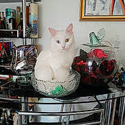 Lisa a rejoint le concours — aidez-le/la à gagner de superbes lots ! cat, white_cat, heterochromia, glass_bowl, table, bottle, shelf, potpourri, glass_container, painting, indoor, decor, furniture, animal, pet, still_life, portrait, cute, sitting, calm