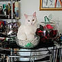 cat, white_cat, heterochromia, glass_bowl, table, bottle, shelf, potpourri, glass_container, painting, indoor, decor, furniture, animal, pet, still_life, portrait, cute, sitting, calm