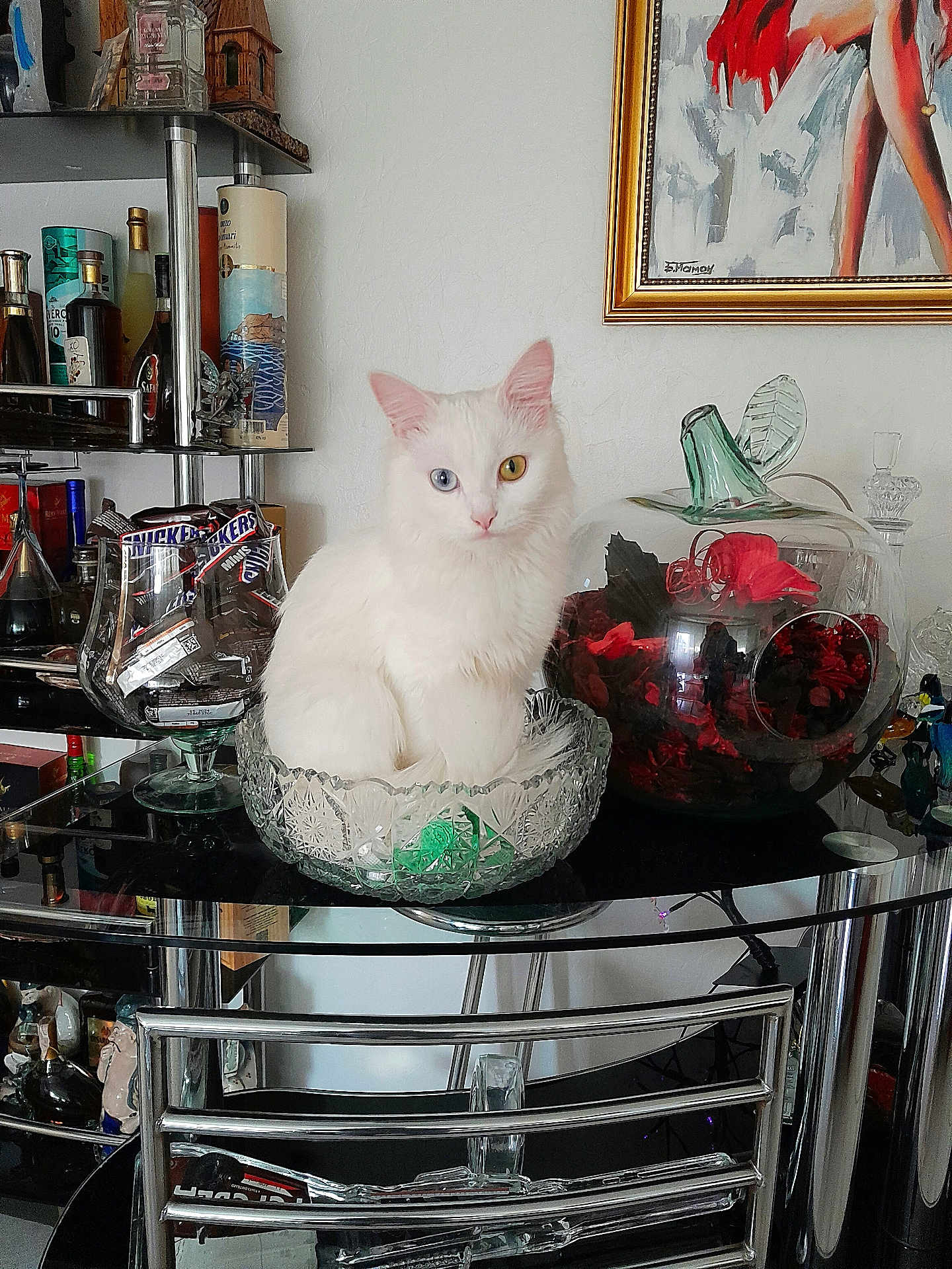 Lisa a rejoint le concours — aidez-le/la à gagner de superbes lots ! cat, white_cat, heterochromia, glass_bowl, table, bottle, shelf, potpourri, glass_container, painting, indoor, decor, furniture, animal, pet, still_life, portrait, cute, sitting, calm