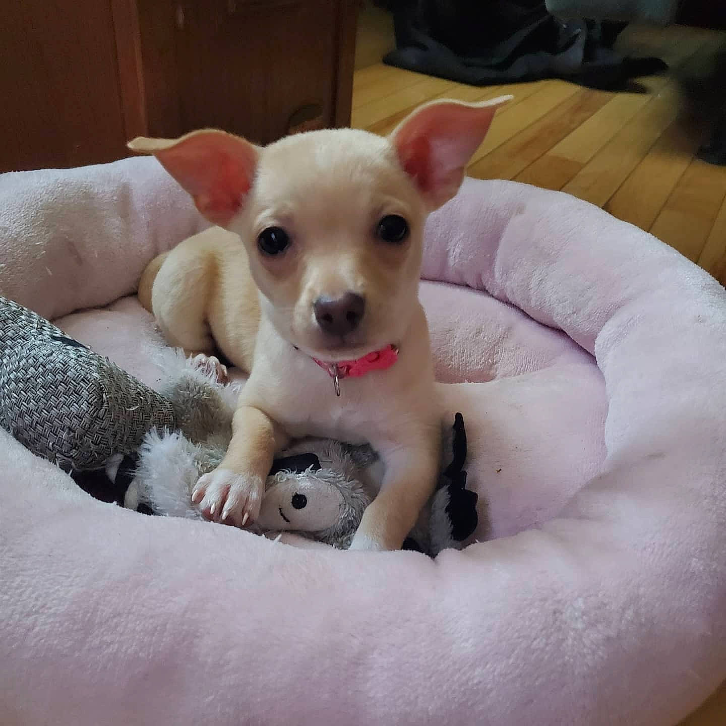 Pebbles joined the competition — help win amazing prizes! canidae, carnivore, chihuahua, companion_dog, corgi_chihuahua, dog, dog_breed, ear, fawn, feist, mammal, miniature_fox_terrier, nose, puppy, puppy_love, rare_breed_dog, skin, snout, toy_dog, vertebrate