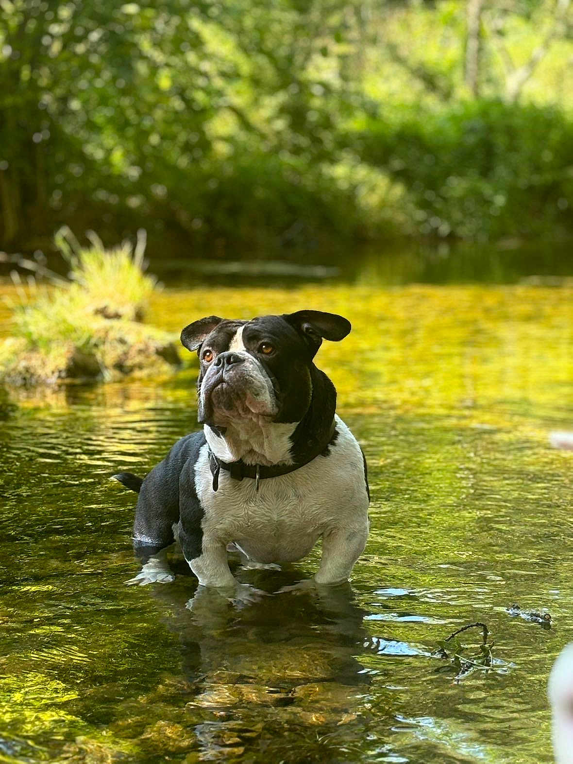 Popeye a rejoint le concours — aidez-le/la à gagner de superbes lots ! dog, water, stream, outdoor, nature, greenery, sunlight, animal, pet, black_and_white, standing, shallow_water, reflection, collar, mammal, summer, forest, peaceful, freshwater, canine
