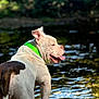 dog, water, green_collar, outdoor, nature, tongue_out, animal, canine, riverbank, sunlight, grass, white_and_brown, pets, playful, summer, pond, mammal, happy, daytime, standing