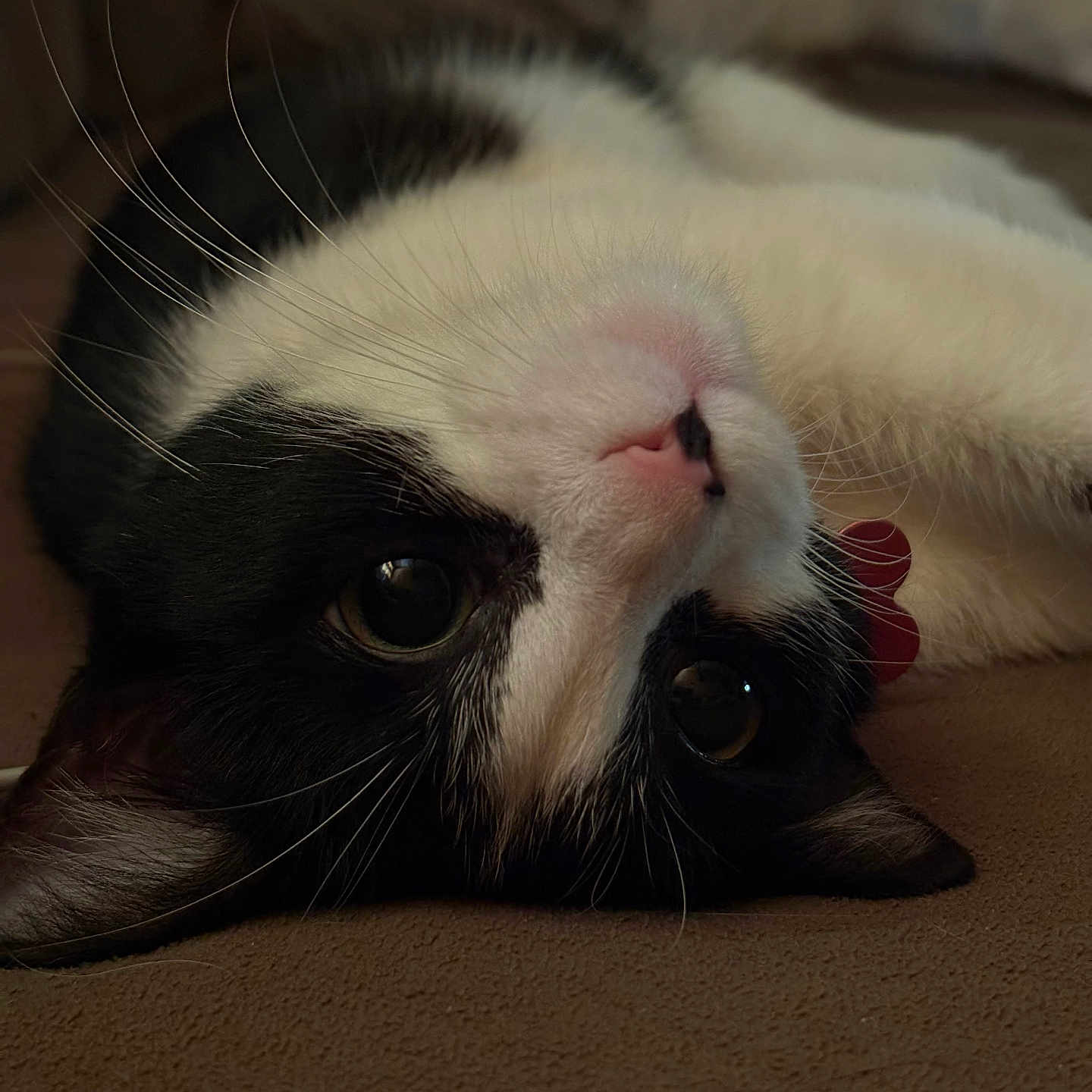 Tuxie