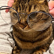 Miette participe au concours pour gagner de l'argent avec cette photo : cat, tabby_cat, glasses, eyewear, portrait, close_up, fur, whiskers, ears, eyes, nose, paws, animal, pet, indoor, blanket, cozy, funny, brown, striped