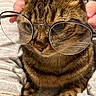 cat, tabby_cat, glasses, eyewear, portrait, close_up, fur, whiskers, ears, eyes, nose, paws, animal, pet, indoor, blanket, cozy, funny, brown, striped