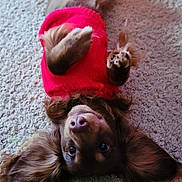 Drake joined the competition — help win amazing prizes! dog, puppy, red_sweater, lying_down, carpet, floppy_ears, pet, cute, indoor, brown_fur, playful, cozy, looking_up, animal, domestic_animal, fur, friendly, portrait, canine, relaxed