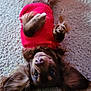 dog, puppy, red_sweater, lying_down, carpet, floppy_ears, pet, cute, indoor, brown_fur, playful, cozy, looking_up, animal, domestic_animal, fur, friendly, portrait, canine, relaxed