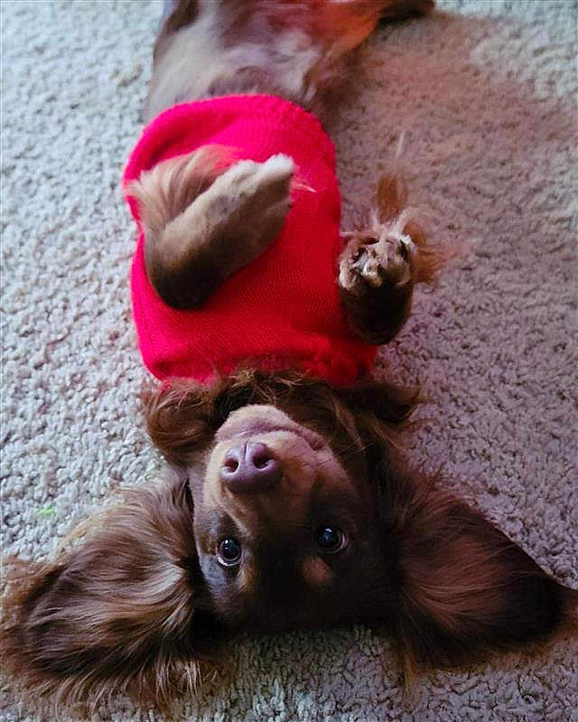 Drake joined the competition — help win amazing prizes! dog, puppy, red_sweater, lying_down, carpet, floppy_ears, pet, cute, indoor, brown_fur, playful, cozy, looking_up, animal, domestic_animal, fur, friendly, portrait, canine, relaxed