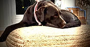 Pam participe au concours pour gagner de l'argent avec cette photo : dog, labrador, brown_dog, bandana, resting, cushion, woven_cushion, indoor, wooden_floor, furniture, chair, window, soft_lighting, cozy, pet, relaxed, animal, companion, home, domestic