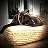 dog, labrador, brown_dog, bandana, resting, cushion, woven_cushion, indoor, wooden_floor, furniture, chair, window, soft_lighting, cozy, pet, relaxed, animal, companion, home, domestic
