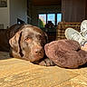 dog, labrador, chocolate_labrador, wooden_floor, plush_toy, sunlight, indoor, pet, resting, cozy, sneakers, home, relaxed, brown, animal, domestic_animal, fur, paw, quiet, natural_light