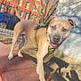 Louie is registered to the contest to win money with this photo: dog, tan_coat, green_harness, stick, red_brick, ledge, urban, fence, car, building, sunny, shadow, tree, blue_sky, outdoor, pet, canine, happy, playful, daytime