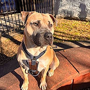 Louie joined the competition — help win amazing prizes! dog, tan_dog, harness, bench, outdoor, sunlight, shadows, fence, car, wall, leaves, pet, animal, brown, sitting, alert, daylight, sidewalk, parked_car, curved_bench
