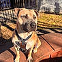 dog, tan_dog, harness, bench, outdoor, sunlight, shadows, fence, car, wall, leaves, pet, animal, brown, sitting, alert, daylight, sidewalk, parked_car, curved_bench