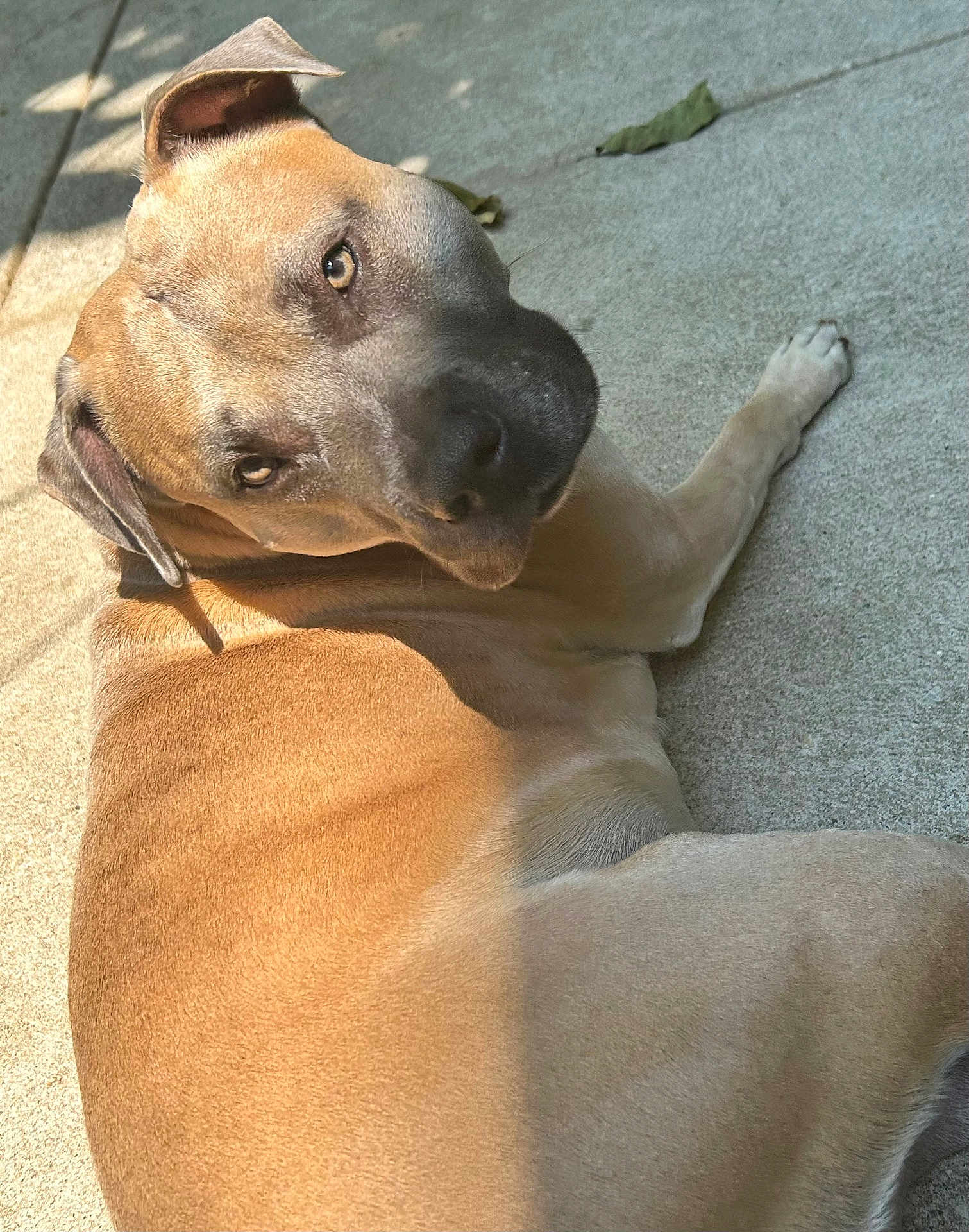 Louie