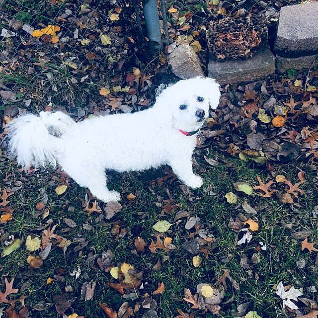 Mitzi