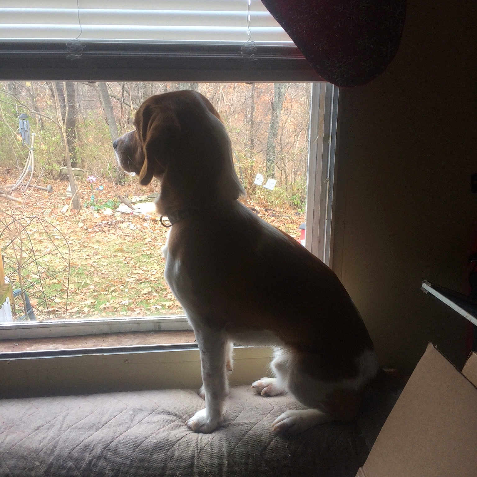 Baily joined the competition — help win amazing prizes! beagle, carnivoran, dog, dog_breed, dog_breed_group, dog_like_mammal, floor, flooring, furniture, hound, mammal, puppy, vertebrate