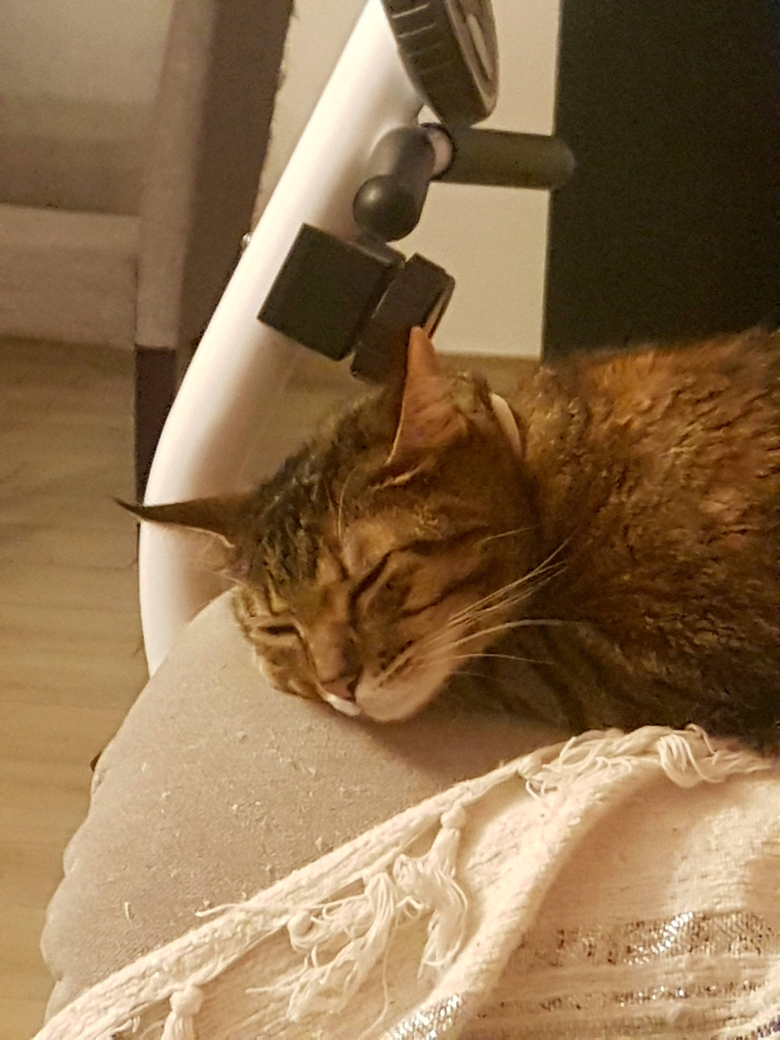 Luna a rejoint le concours — aidez-le/la à gagner de superbes lots ! asian, carnivore, cat, domestic_short_haired_cat, ear, felidae, small_to_medium_sized_cats, tabby_cat, tail, tonkinese, whiskers