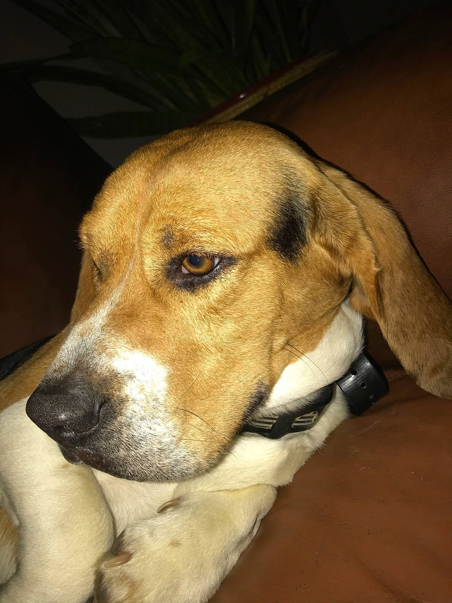 Gunner is registered to the contest to win money with this photo: american_foxhound, basset_artesien_normand, basset_hound, beagle_harrier, canidae, carnivore, dog, dog_breed, english_coonhound, english_foxhound, estonian_hound, fawn, grand_anglo_francais_tricolore, harrier, hound, mammal, rare_breed_dog, snout, vertebrate, whiskers