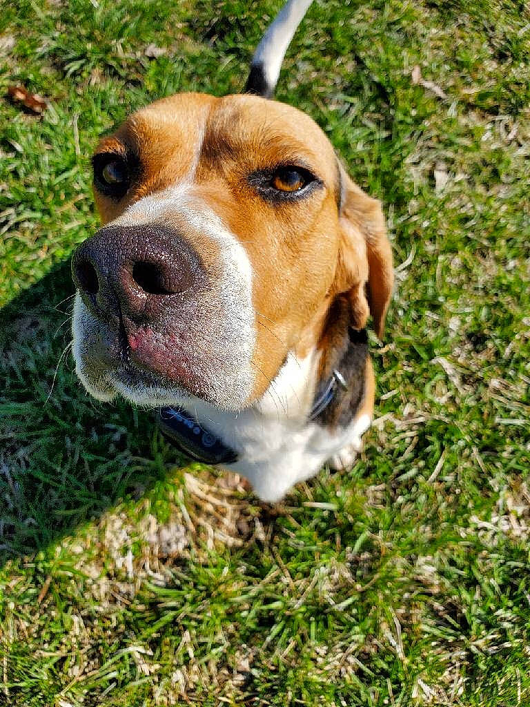 Gunner joined the competition — help win amazing prizes! american_foxhound, basset_artesien_normand, beagle, beagle_harrier, braque_saint_germain, canidae, carnivore, companion_dog, dog, dog_breed, grand_anglo_francais_tricolore, grass, harrier, hound, hunting_dog, mammal, rare_breed_dog, snout, sporting_group, vertebrate