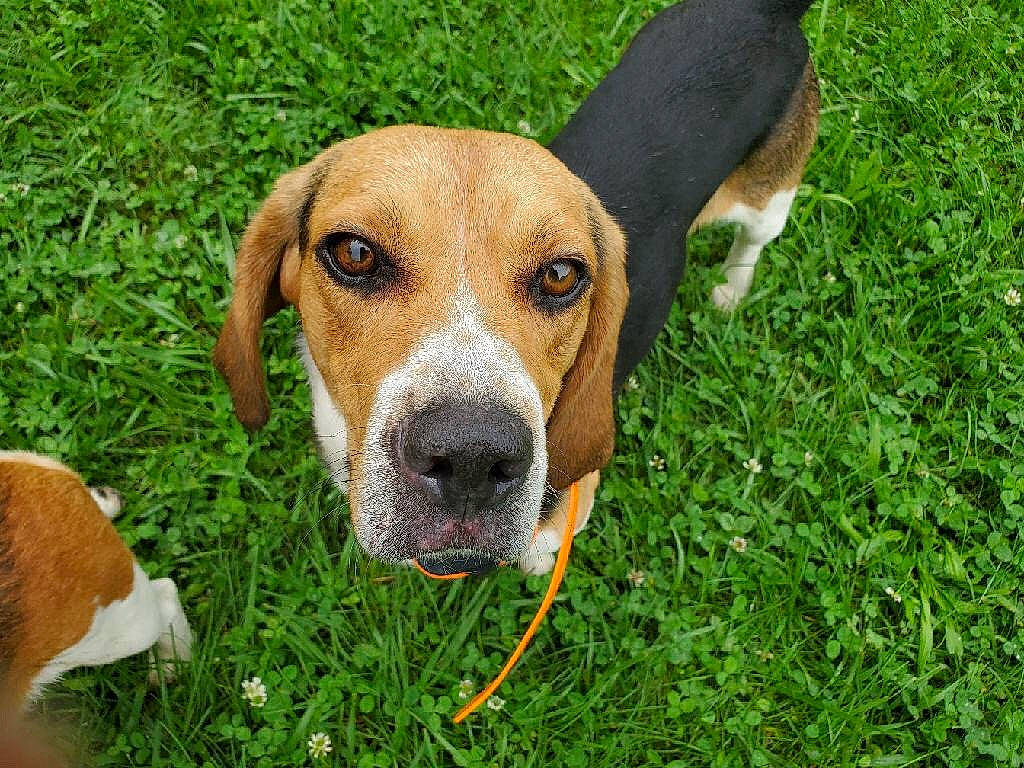 Gunner is registered to the contest to win money with this photo: american_foxhound, basset_artesien_normand, beagle, beagle_harrier, canidae, carnivore, dog, dog_breed, english_foxhound, estonian_hound, finnish_hound, grand_anglo_francais_tricolore, grass, hamiltonstovare, harrier, mammal, posavac_hound, serbian_tricolour_hound, snout, vertebrate