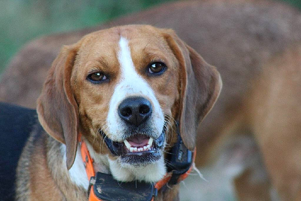 Rimmi is registered to the contest to win money with this photo: american_foxhound, beagle, beagle_harrier, canidae, carnivore, dog, dog_breed, drever, english_foxhound, finnish_hound, grand_anglo_francais_tricolore, hamiltonstovare, harrier, hound, hunting_dog, hygenhund, mammal, posavac_hound, snout, vertebrate