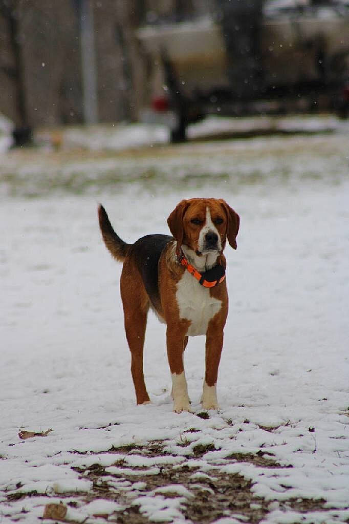 Rimmi is registered to the contest to win money with this photo: american_foxhound, beagle, canidae, carnivore, dog, dog_breed, drever, english_foxhound, estonian_hound, finnish_hound, hamiltonstovare, harrier, hound, hunting_dog, hygenhund, mammal, posavac_hound, serbian_tricolour_hound, snow, vertebrate