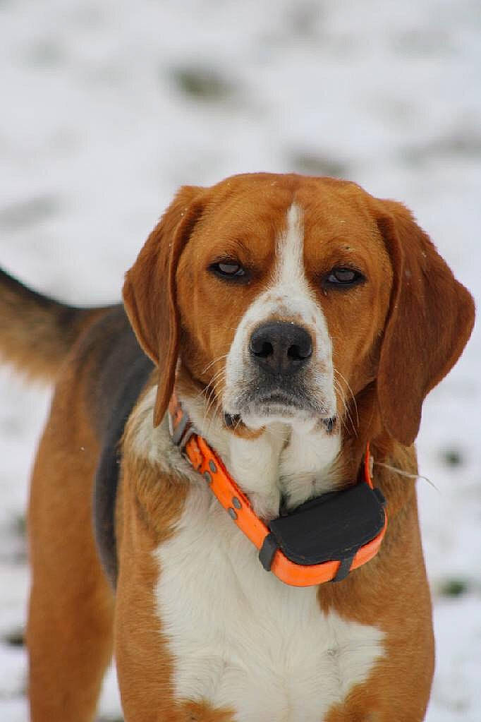 Rimmi is registered to the contest to win money with this photo: american_foxhound, beagle, beagle_harrier, canidae, carnivore, companion_dog, dog, dog_breed, drever, english_foxhound, finnish_hound, hamiltonstovare, harrier, hound, hygenhund, mammal, posavac_hound, snout, sporting_group, vertebrate